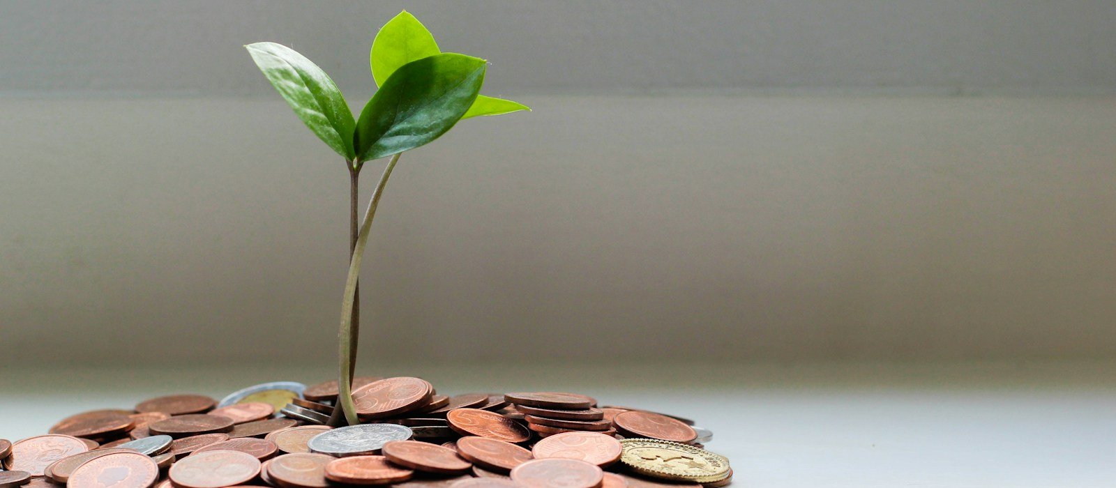 A sapling growing from coins, representing long-term wealth creation